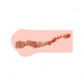 Мастурбатор-вагина Monica без вибрации - KOKOS - в Новошахтинске купить с доставкой